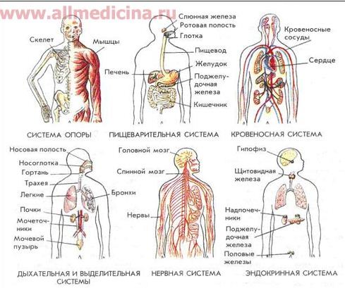 Различные системы человека