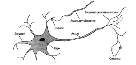 Структура нейрона