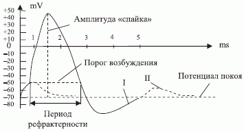 Потенциал действия