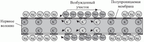 Схема распространения потенциала действия по нервному волокну