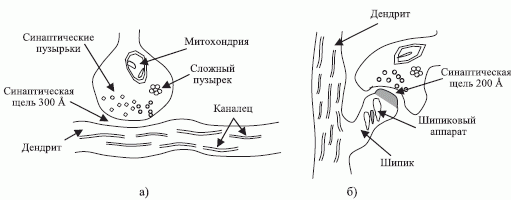 Структура синапса [3]