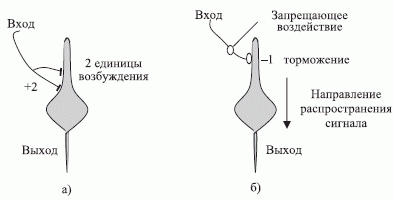 Условное изображение формального нейрона и его соединительных волокон