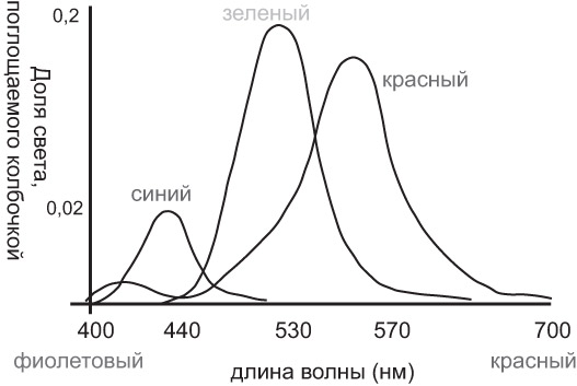 Относительная чувствительность колбочек.