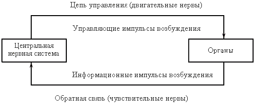 Схема рефлекторной дуги в живом организме