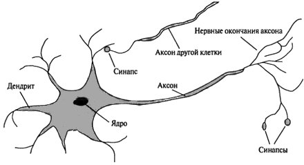 Строение нейрона