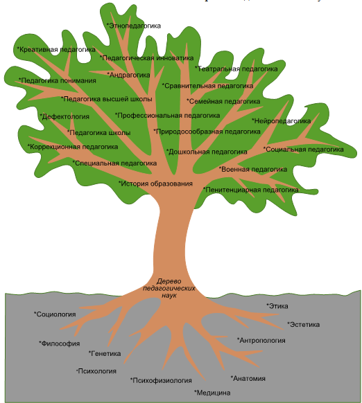Основания и основные отрасли педагогической науки